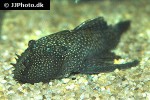 ancistrus cf cirrhosus ancistrus cf cirrhosus