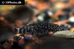ancistrus cf cirrhosus ancistrus cf cirrhosus