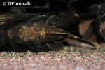 ancistrus cf cirrhosus ancistrus cf cirrhosus