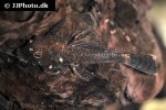 ancistrus cf cirrhosus ancistrus cf cirrhosus