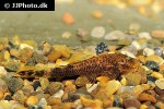 ancistrus cf cirrhosus ancistrus cf cirrhosus