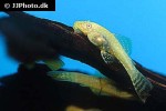 ancistrus cf cirrhosus albino ancistrus cf cirrhosus albino