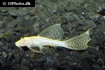 ancistrus cf cirrhosus albino ancistrus cf cirrhosus albino