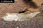 ancistrus cf cirrhosus albino ancistrus cf cirrhosus albino