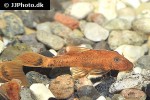 ancistrus cf cirrhosus red ancistrus cf cirrhosus red