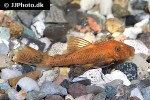ancistrus cf cirrhosus red ancistrus cf cirrhosus red