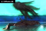 ancistrus cf cirrhosus veiltail ancistrus cf cirrhosus veiltail