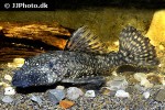 ancistrus cirrhosus ancistrus cirrhosus