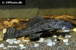 ancistrus cirrhosus ancistrus cirrhosus