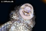 ancistrus cirrhosus ancistrus cirrhosus