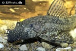 ancistrus cirrhosus ancistrus cirrhosus