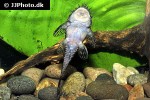 ancistrus claro ancistrus claro