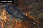 ancistrus dolichopterus ancistrus dolichopterus