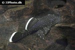 ancistrus dolichopterus ancistrus dolichopterus