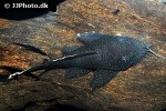 ancistrus dolichopterus ancistrus dolichopterus
