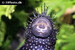 ancistrus dolichopterus ancistrus dolichopterus
