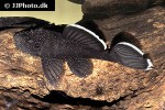 ancistrus dolichopterus ancistrus dolichopterus