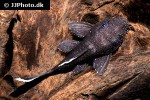 ancistrus dolichopterus ancistrus dolichopterus