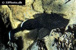ancistrus hoplogenys ancistrus hoplogenys
