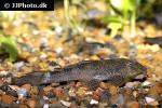 ancistrus hoplogenys ancistrus hoplogenys