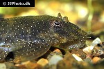 ancistrus hoplogenys ancistrus hoplogenys