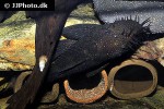 ancistrus hoplogenys ancistrus hoplogenys