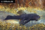 ancistrus hoplogenys ancistrus hoplogenys