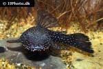 ancistrus hoplogenys ancistrus hoplogenys