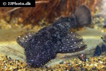 ancistrus hoplogenys ancistrus hoplogenys