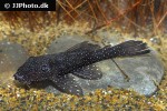 ancistrus hoplogenys ancistrus hoplogenys