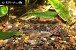 ancistrus luzia ancistrus luzia
