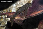 ancistrus luzia ancistrus luzia