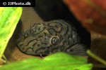 ancistrus luzia ancistrus luzia