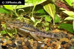 ancistrus luzia ancistrus luzia