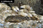 ancistrus luzia ancistrus luzia