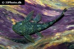 ancistrus luzia ancistrus luzia
