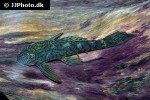 ancistrus luzia ancistrus luzia
