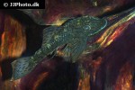 ancistrus luzia ancistrus luzia