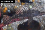 ancistrus luzia ancistrus luzia