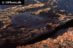 ancistrus macrophthalmus ancistrus macrophthalmus