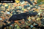ancistrus macrophthalmus ancistrus macrophthalmus