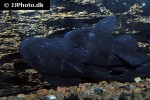 ancistrus macrophthalmus ancistrus macrophthalmus