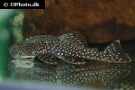 ancistrus maximus ancistrus maximus
