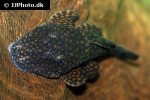 ancistrus maximus ancistrus maximus