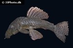 ancistrus multispinis ancistrus multispinis