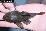ancistrus multispinis ancistrus multispinis