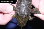 ancistrus multispinis ancistrus multispinis