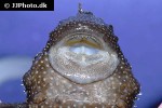 ancistrus multispinis ancistrus multispinis