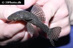ancistrus multispinis ancistrus multispinis