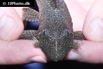 ancistrus multispinis ancistrus multispinis